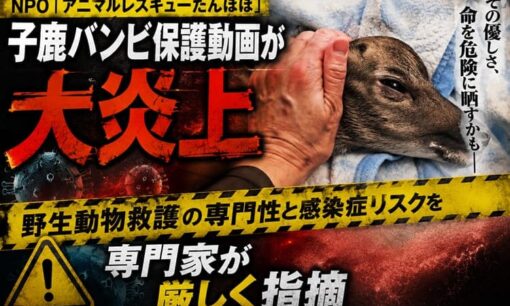 NPO「アニマルレスキューたんぽぽ」子鹿バンビ保護動画炎上 野生動物救護の専門性と感染症リスクを専門家たちが厳しく指摘