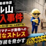 市川市動植物園サル山侵入事件 パンチくん人気の裏で起こる迷惑行為 来園者マナーが動物への深刻なストレス誘発