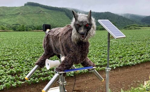 「モンスターウルフ」注文3倍の衝撃　クマが人里へ下りる日本で“赤い目の撃退装置”が売れる理由
