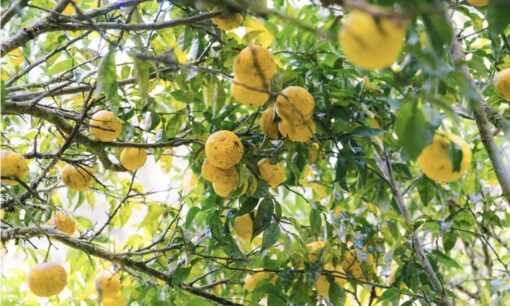 高知県産ゆずの廃棄残渣を科学で美へ変えるキナリの循環型ものづくり