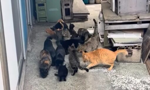 人口60人の島に猫80頭、移動手術車「おの猫号」が愛媛・魚島へ