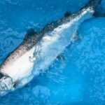 温暖化に負けないサクラマスで国産サーモンを守る。Smolt、山口・長門で試験養殖