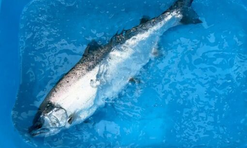 温暖化に負けないサクラマスで国産サーモンを守る。Smolt、山口・長門で試験養殖