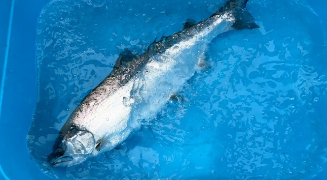 株式会社Smolt　国産サーモン