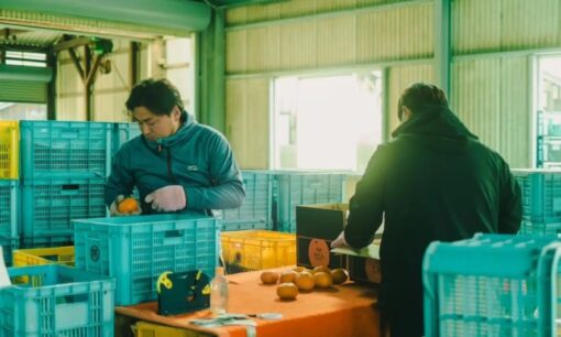 遊休農地を再び実りの畑へ、今治の柑橘守るMOriTO Farming