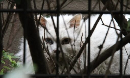 どうぶつ基金、ノネコ・ノイヌの狩猟除外求め追加署名を環境省へ