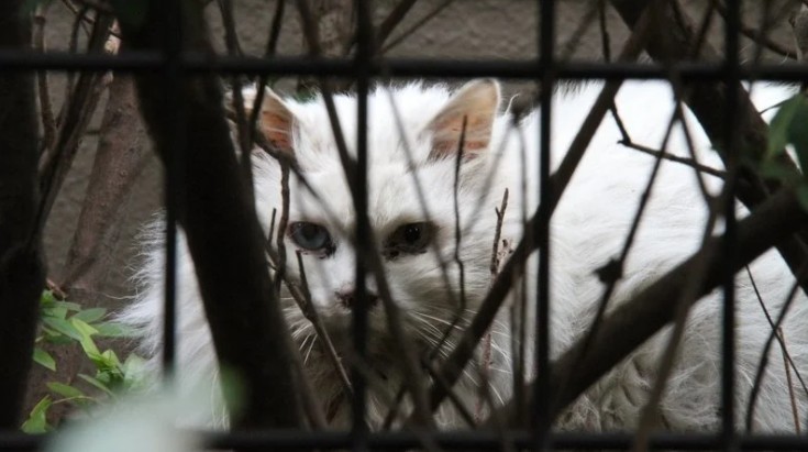 公益財団法人どうぶつ基金 環境省に『狩猟鳥獣から「ノイヌ」「ノネコ」の削除を求める要望書』
