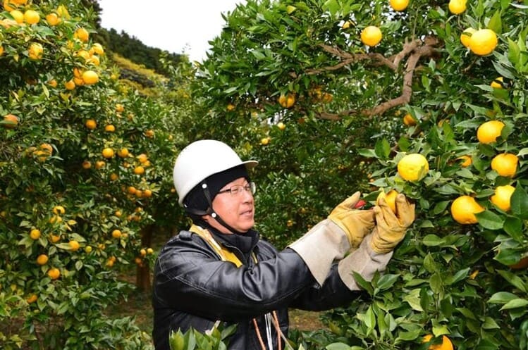 収穫作業を行う桂木ゆず農家の大野氏