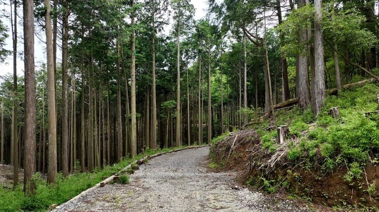 小野建設　整備された林道