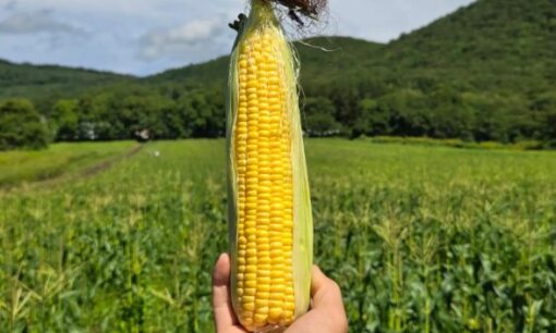 赤井川コーン、移住者5人が耕作放棄地を再生 北海道でとうもろこし初収穫へ