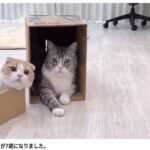 YouTube【もちまる日記】引退へ　猫の健康と過去の炎上が問う「ペットで稼ぐ」境界線