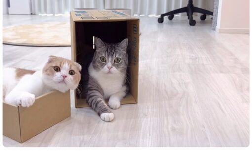 YouTube【もちまる日記】引退へ　猫の健康と過去の炎上が問う「ペットで稼ぐ」境界線
