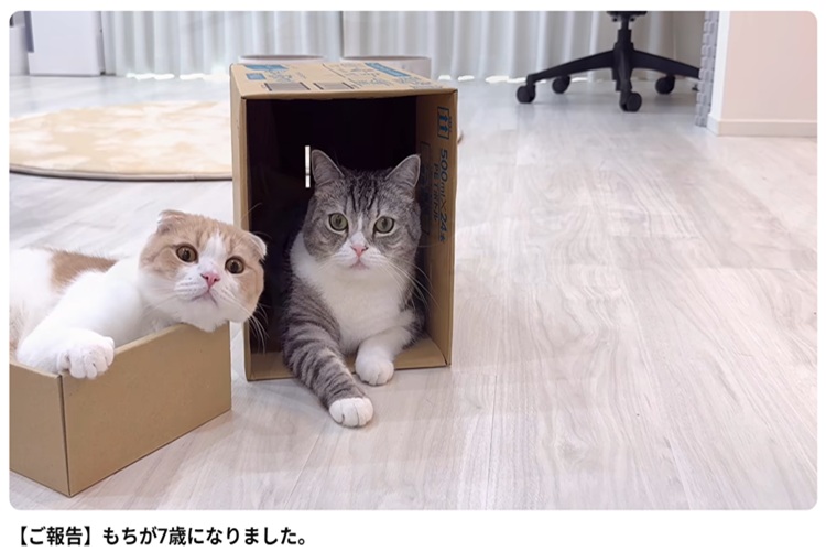 YouTube もちまる日記 引退